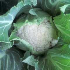 汉中市贯溪瓜果批发市场优质白0.1/0.2元/斤