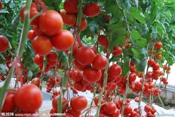 临沂市胡阳镇新阳村一组硬粉1.6元/斤