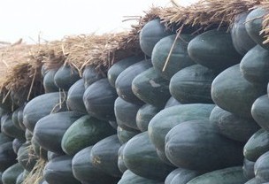 盐城市大丰林场子弹头黑皮冬瓜