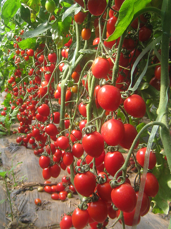 供应:供应樱桃西红柿千禧圣女果粉贝贝6号基地小番茄