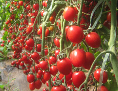 供应樱桃西红柿千禧圣女果粉贝贝6号基地小番茄
