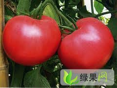 赤峰市王爷府镇西红柿