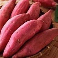 临沂市青云镇东雷管庄村苏薯8号0.7元/斤