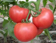 济南西红柿