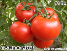 德州市禹城石屯西红柿1.8元/斤