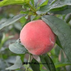 保定市万亩桃园大京红、大久4元/斤