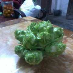 荣昌县黄家大冲6组儿菜0.2元/斤