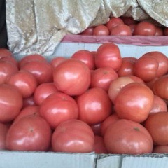 开封市曲兴子陵岗金鹏1.2-1.3元/斤