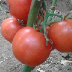 临沂市范长胜15615499625