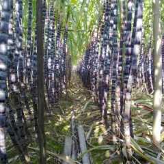 广州市万顷沙镇黑皮甘蔗0.3元/斤