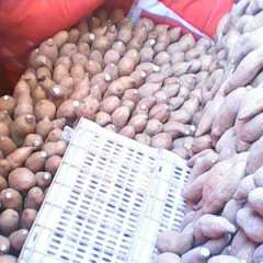 保定市大魏庄村老红壤1 元/斤