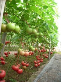 临沂金鹏西红柿大量上市，销到5月