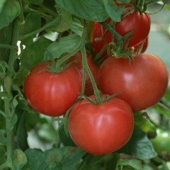 沈阳市于家房硬粉