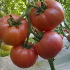 青岛市崔家集镇周家村保时捷西红柿2.3元/斤