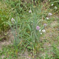 长春市齐家镇小根蒜25元/斤