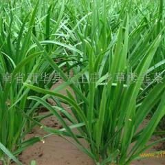 聊城市葛楼村黑汉中二刀韭菜0.3元/斤