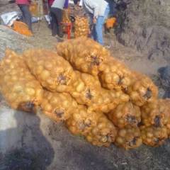 承德市克勒沟土豆0.7元/斤