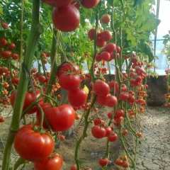 保定市大王庄硬粉1.8元/斤