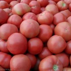 临沂市胡阳镇南汤沟村金鹏1.6元/斤