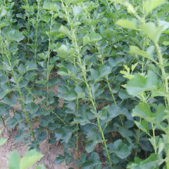 运城市山西省运城绛县大金星3元/斤