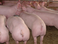 长大三元猪6元/斤 苗猪价格 种猪价格 母猪价格