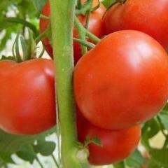 青岛市万家镇以色列西红柿2.5元/斤