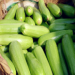 聊城市益民蔬菜市场：大量供应温室西葫芦12月上市