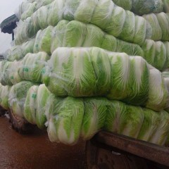 湖北白菜量大质优,潘家湾王敏
