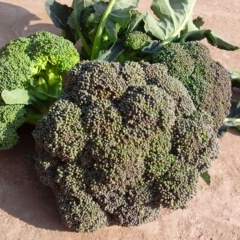 湖北咸宁西兰花2.60元/斤包上车