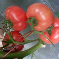 大量供应粉红西红柿质量好