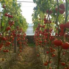 保定市柳陀硬粉1.6元/斤