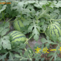 临沂市方城镇连汪崖村京欣西瓜
