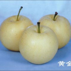 临沂优质黄金梨供应批发基地
