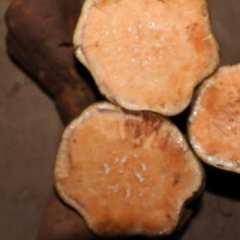 资阳市雁江区红薯0.6元/斤