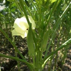 南平市临江黄秋葵0元/斤