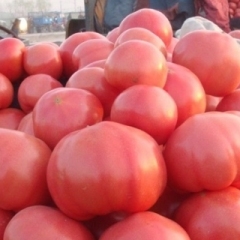 泰安市房村镇硬粉西红柿