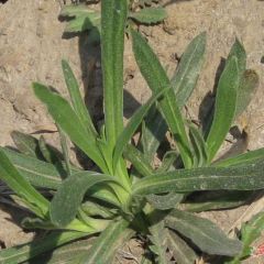 聊城市梁水镇面条菜1.9-2.5元/斤