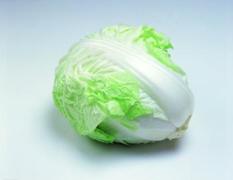 圆白菜——济南附近求购