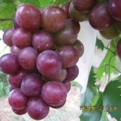 济宁市桃园村巨峰葡萄5元/斤