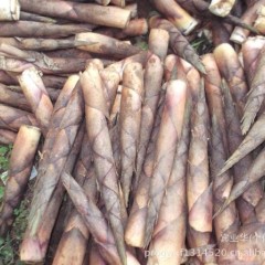 玉林市永安镇春笋1.3元/斤