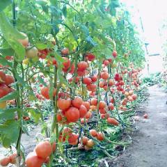 潍坊市营丘宝石捷2.3元/斤