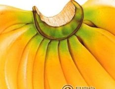 广东揭阳香蕉代办，香蕉代办，香蕉代购，香蕉代收