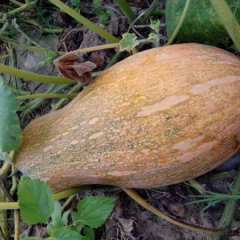 西双版纳傣族自治州勐龙镇金韩密本南瓜