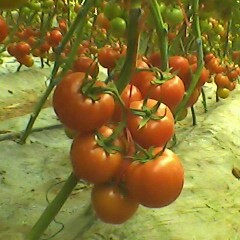 烟台市里店镇纪疃村倍颖和硬粉 1.5 2.1元/斤