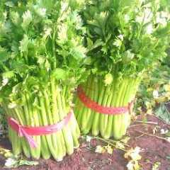 济南市崔寨镇前街村加州王（文图拉）价格依芹菜质量