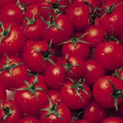 渭南市赵庄镇圣女果2元/斤