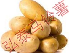 优质绿色无公害马铃薯—冀张薯8号