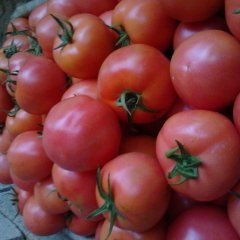 费县胡阳镇姚国全供应西红柿