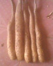 德州市赵官白芋长山药1.8元/斤