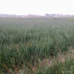 玉溪市前卫镇红皮洋葱1.5元/斤